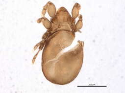 Image of Eueremaeus Mihelcic 1963