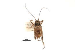 Sivun Cyphoderris monstrosa Uhler 1864 kuva