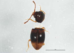 Image of Atomaria ephippiata Zimmermann 1869