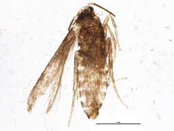 Image of Stigmella