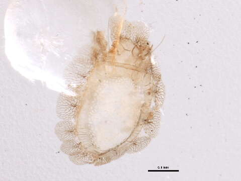 Eupterotegaeus Berlese 1916的圖片