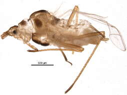 Image of Macrosiphum