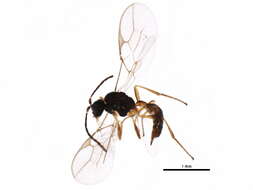 Image of Parasitoid wasp