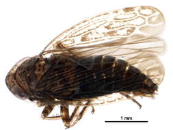 Image of Limotettix