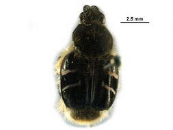 Image of Flower chafer