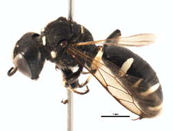 Imagem de Ectemnius trifasciatus (Say 1824)