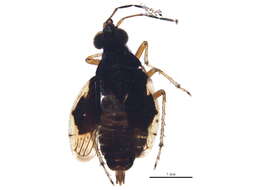 Image of Micracanthia Reuter 1912