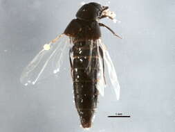 Image de Aleochara (Coprochara) bilineata Gyllenhal 1810