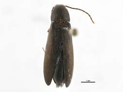 Image of <i>Serropalpus coxalis</i>