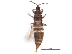 Image of Hoplothrips