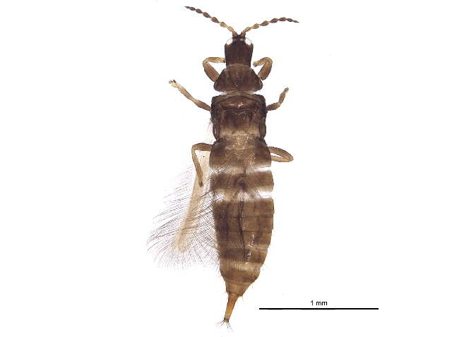 صورة Hoplothrips