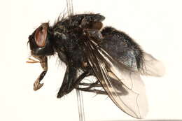 Image of Calliphora montana (Shannon 1926)