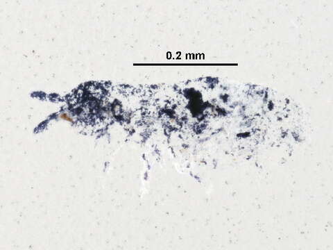 Image of blind springtails