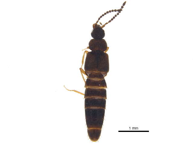 Image of Atheta (Dimetrota) capsularis Klimaszewski 2005