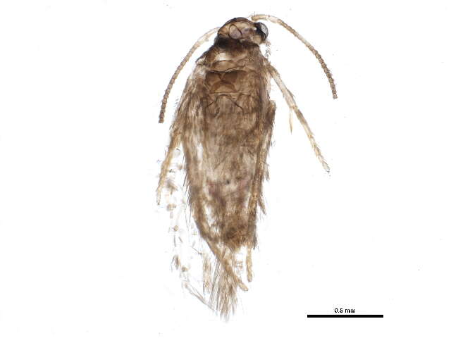 Image of Ectoedemia marmaropa (Braun 1925) Wilkinson et al. 1981