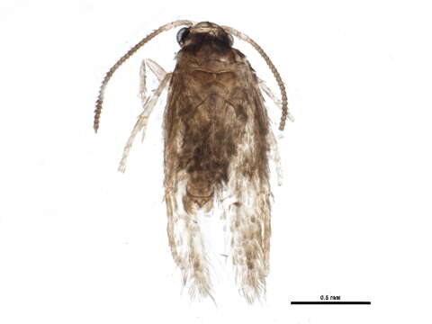 Image of Ectoedemia marmaropa (Braun 1925) Wilkinson et al. 1981