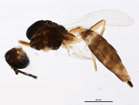 Image of <i>Aphidius ericaphidis</i>