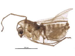 Image of Pseudorthocladius