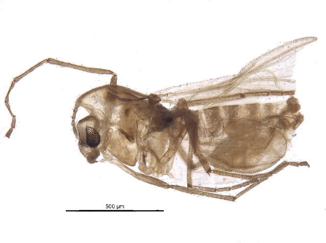 Image of Pseudorthocladius