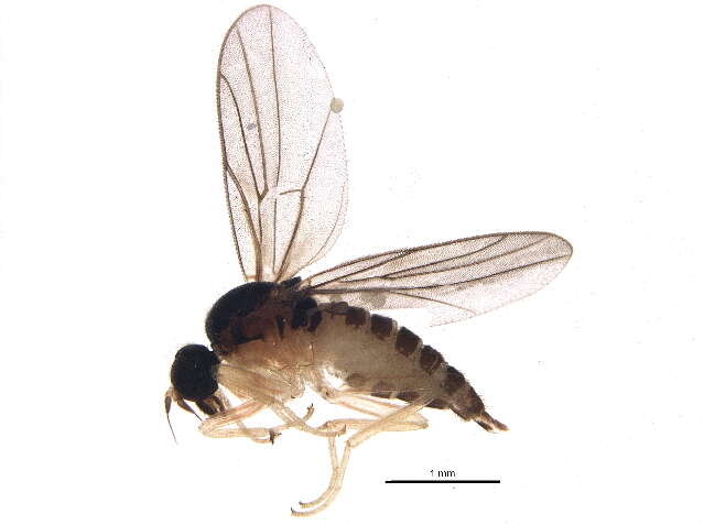 Image of Megagrapha