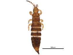 Image de Phlaeothripinae