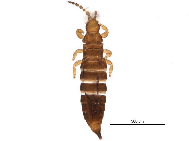 Image of Phlaeothripinae