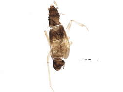 Image of Ceratocombidae