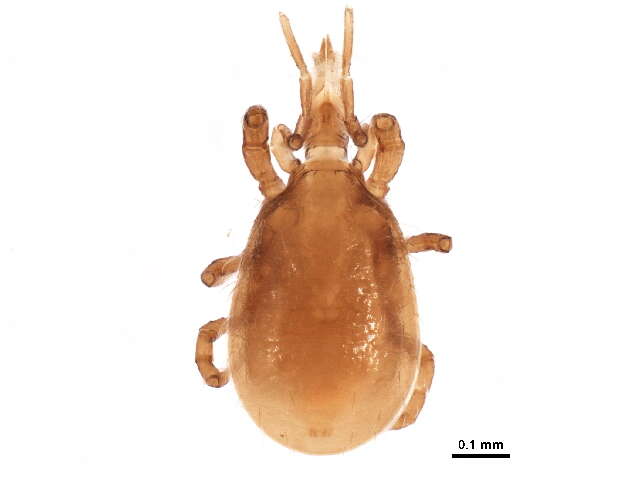 Image of Parholaspididae