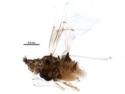 Image of Drepanosiphinae