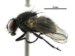 Image of Hydrotaea