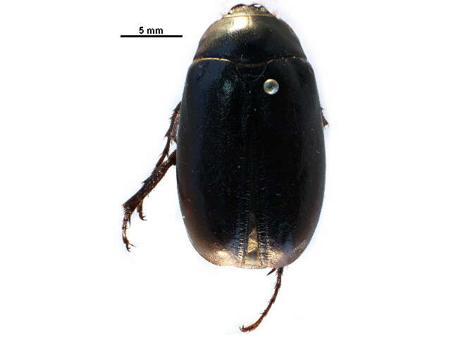 Image of Phyllophaga (Phyllophaga) drakii (Kirby 1837)