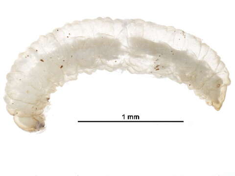 Image of wasps, bees, and ants