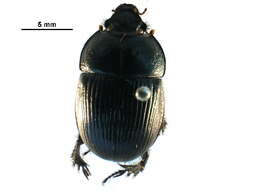 Image de <i>Geotrupes balyi</i>