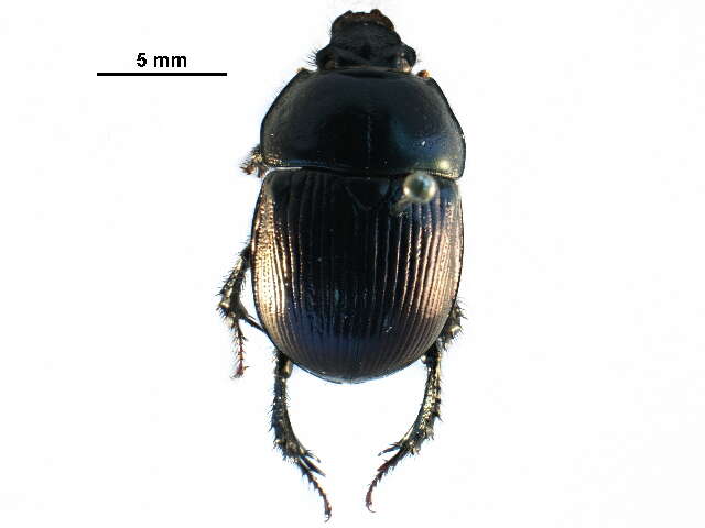 Image de <i>Geotrupes balyi</i>