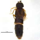 Image of Thamiaraea brittoni (Casey 1911)