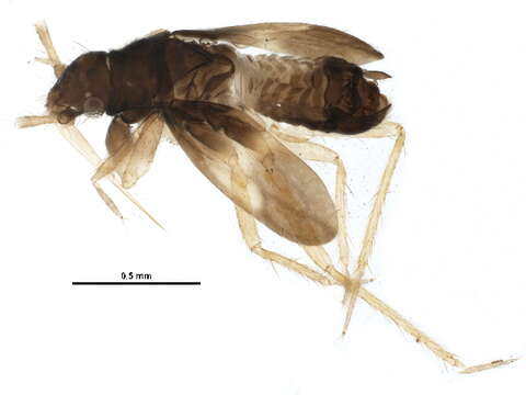 Image of Dipsocoromorpha