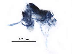 Image of Arrhopalitidae