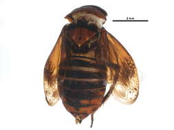 Image of Penthimia americana Fitch 1851