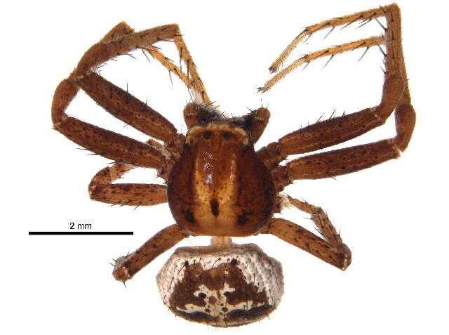 Image of Three-banded Crab Spider