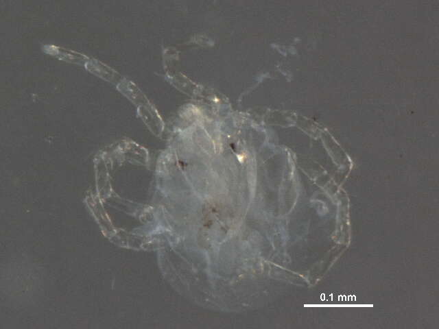 صورة Sperchontidae