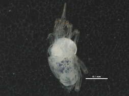 Image of predatory mites