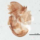 Image of Hoplophthiracarus illinoisensis (Ewing 1909)