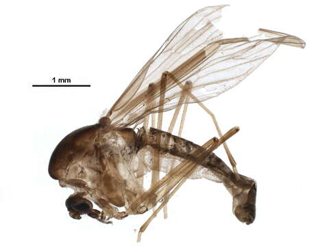 Image of Mochlonyx fuliginosus (Felt 1905)