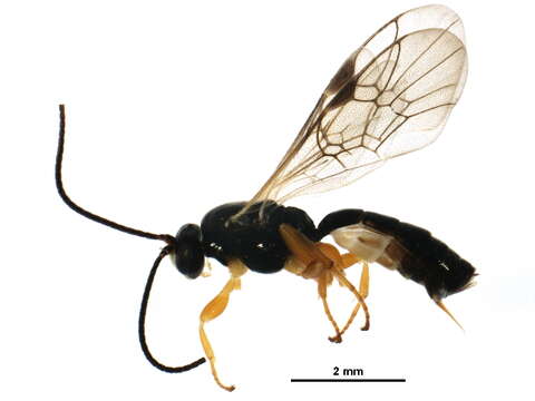 Image of Metopiinae