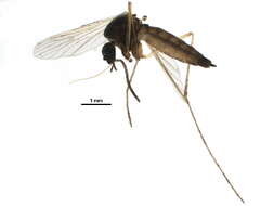 صورة Aedes cinereus Meigen 1818