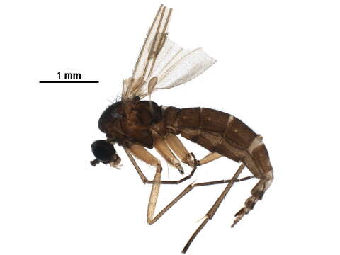 Image of <i>Baeosciara scotica</i>