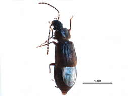 Image of Omaliinae