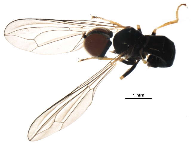 Plancia ëd Dorylomorpha borealis (Wahlgren 1910)