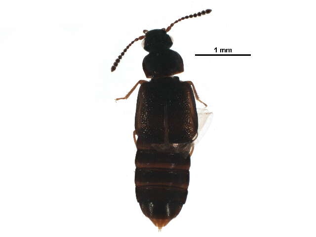 Image of Omaliinae