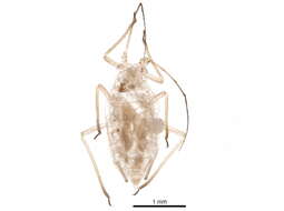 Image of Macrosiphum